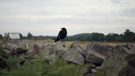 A-black-crow-raven-bird-perched-on-a-stone-wall-with-castle-ruins-in-the-background