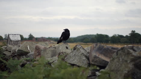 a black crow raven bird perched on a stone wall with castle ruins in the background