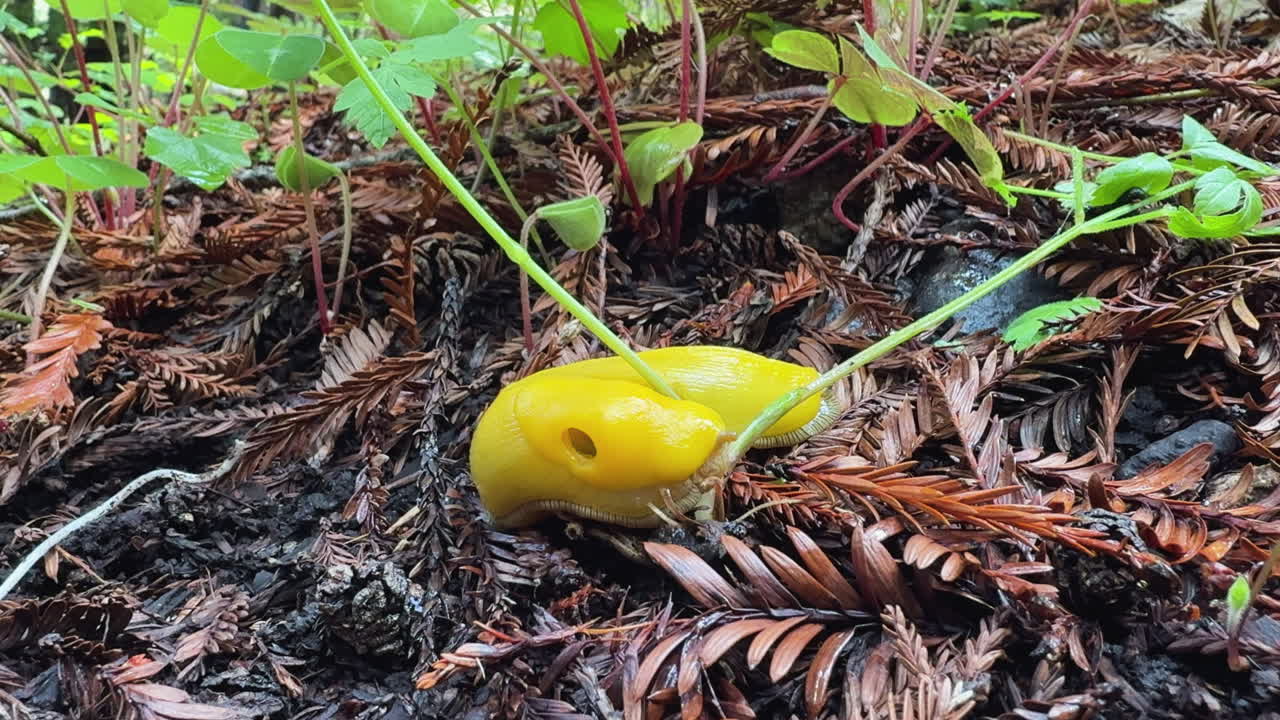 Close-up of yellow banana slug feeding on a plant at ground level in the Big Sur forest.