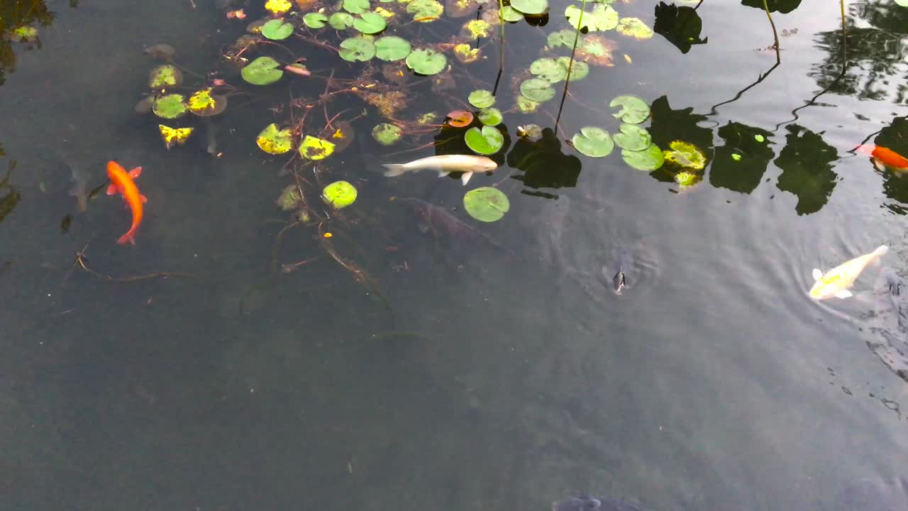 경기도 고양시 일산구 장항동 호수공원 연못의 잉어-1