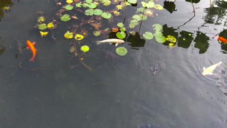 Carp-in-a-pond-at-Hosu-park,-Janghang-dong,-Ilsan-gu,-Goyang-si,-Gyeonggi-do,-South-Korea-1