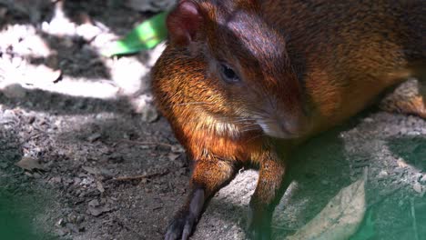 azara's agouti, dasyprocta azarae resting on the ground in the afternoon under the shade with beautiful sunlight passing through the foliages, suddenly alerted by the surrounding sounds