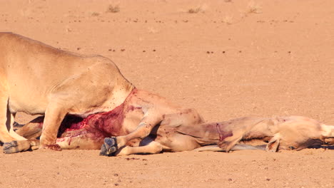 graphic: bloody lion's head from inside eland carcass, epic close up