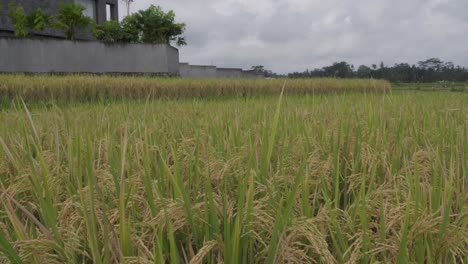 Un-Primer-Plano-De-Un-Campo-De-Arroz-A-Nivel-Del-Suelo