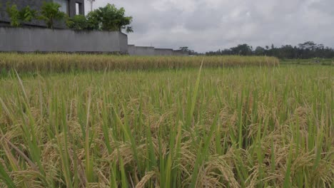 a close-up shot of a rice field on ground level
