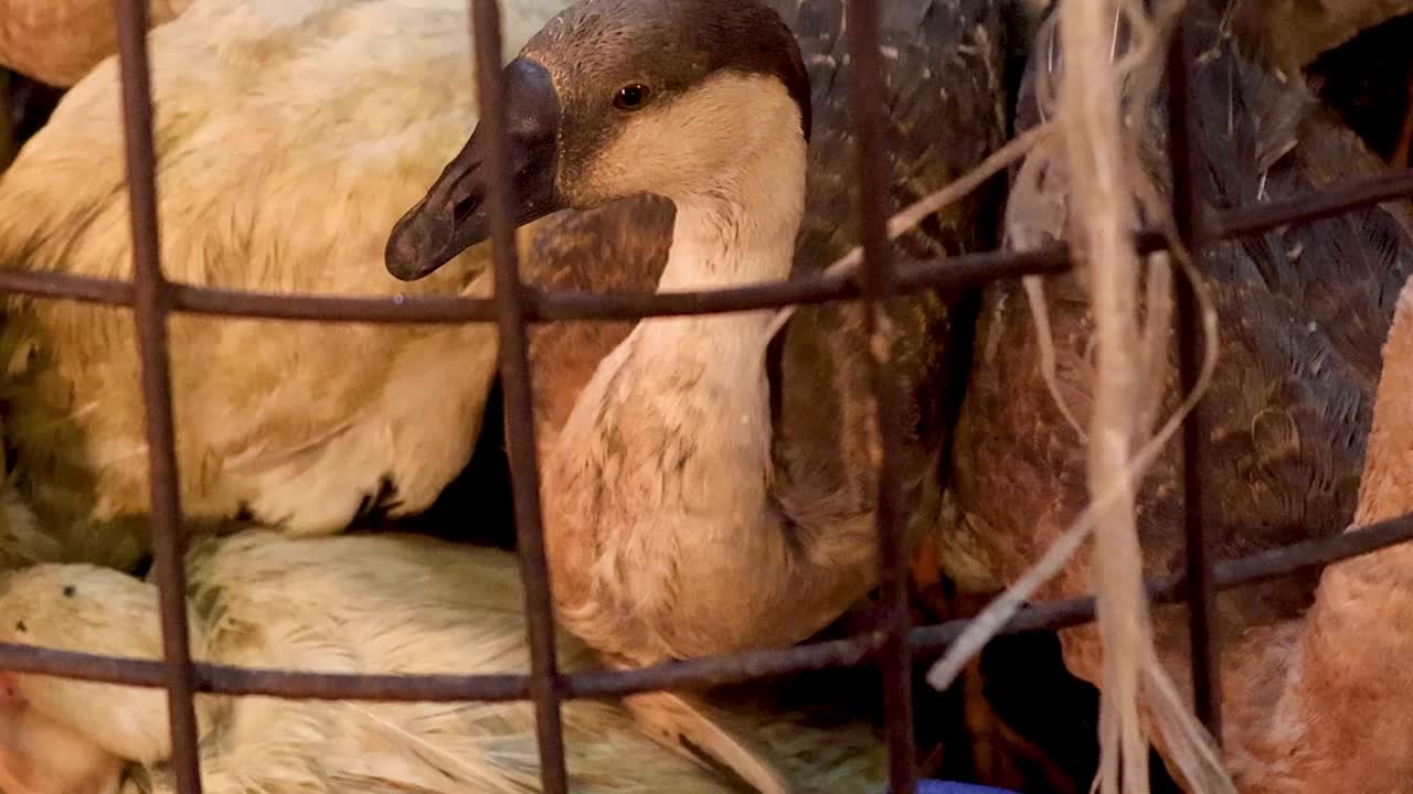Kachna zavřená v kleci, vyhlížející ven