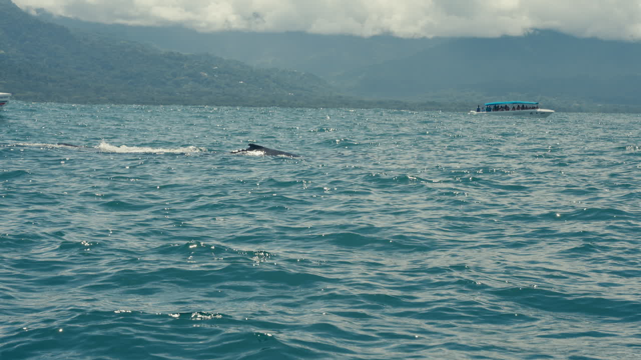 Whale Watching Tour in Tropical Waters