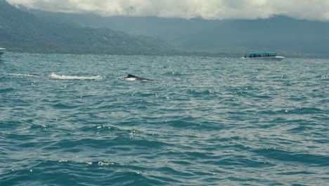 whale watching tour in tropical waters