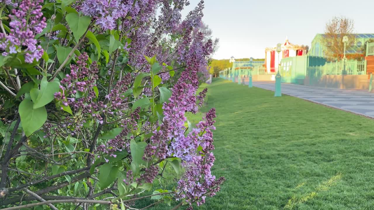 Lilac blossoms on the background of the fairground carousel in the city park