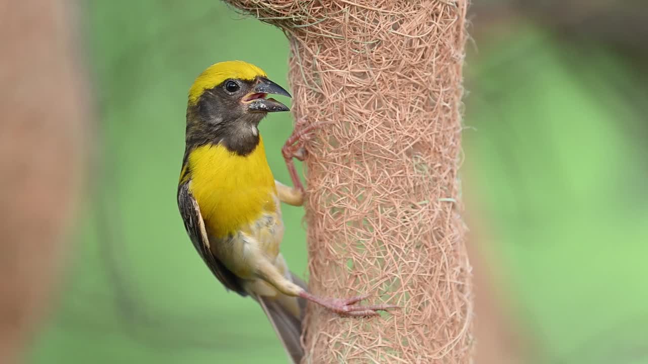 Small Baya weaver hanging with intricately woven nest in tree