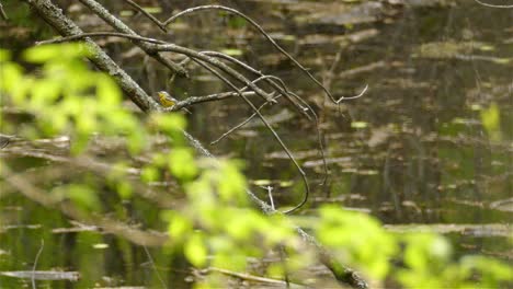 Female-Magnolia-Warbler-climbing-up-tree-branch,-swamp-pond-water-in-background