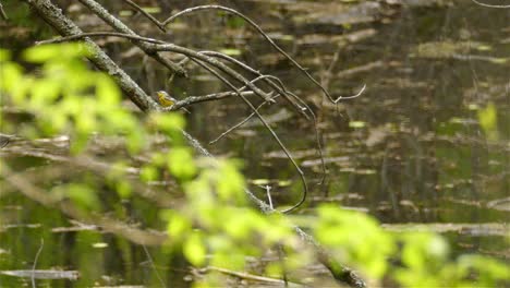 female magnolia warbler climbing up tree branch, swamp pond water in background