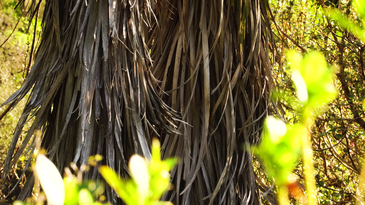 hojas muertas del árbol de la col en el follaje de nueva zelanda durante el soleado día de primavera
