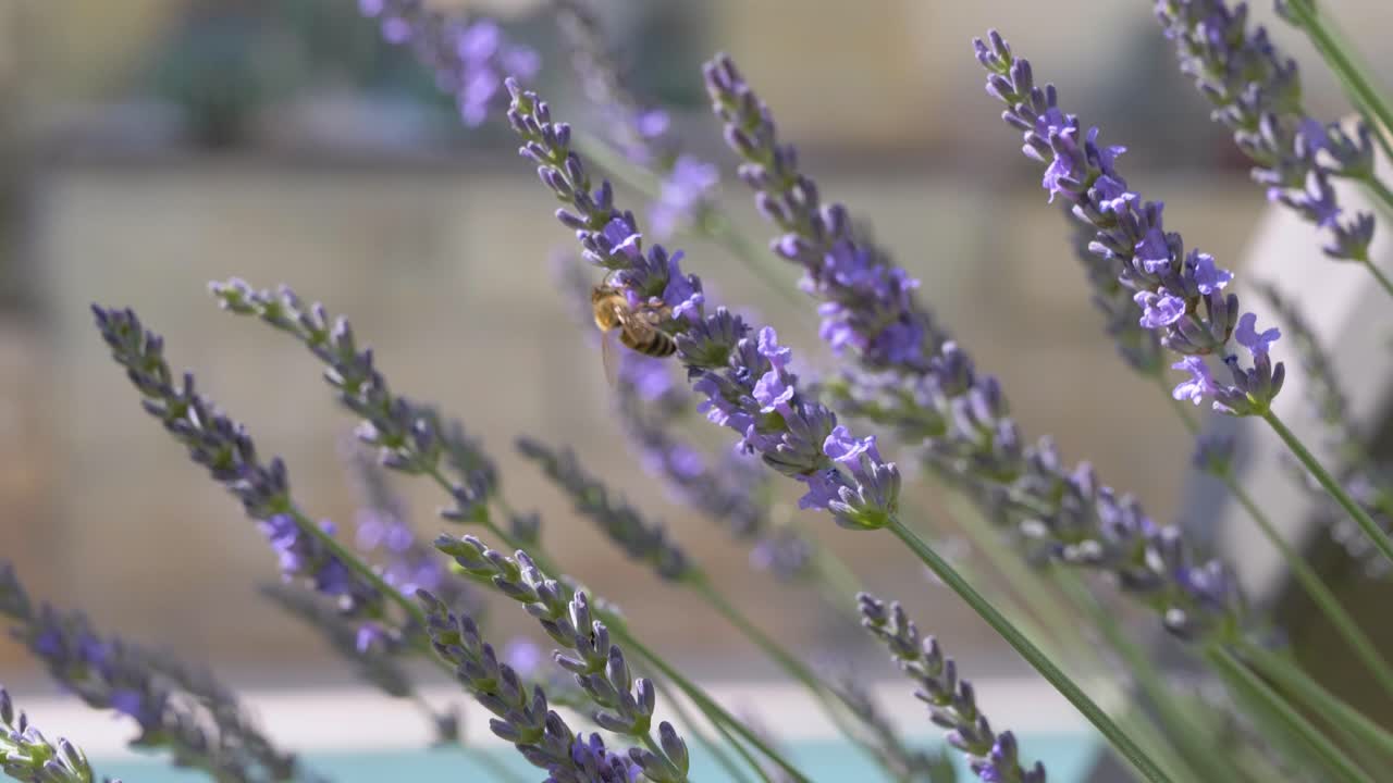 abeja recogiendo polen de flor de lavanda en la naturaleza durante el día soleado, cerrar