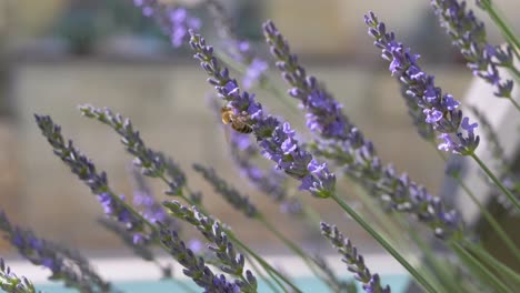 Abeja-Recogiendo-Polen-De-Flor-De-Lavanda-En-La-Naturaleza-Durante-El-Día-Soleado,-Cerrar