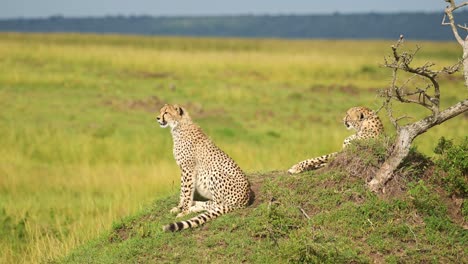 Kenya-Wildlife-of-Cheetah-Family-in-Africa,-Cheetah-on-Termite-Mound-in-Maasai-Mara,-African-Safari-Animals-in-Masai-Mara-Savannah-Landscape-Scenery,-Sitting-and-Looking-Around