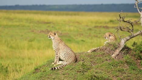 kenya wildlife of cheetah family in africa, cheetah on termite mound in maasai mara, african safari animals in masai mara savannah landscape scenery, sitting and looking around