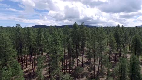 drone aerial footage of the pine forest of the prescott national forrest,