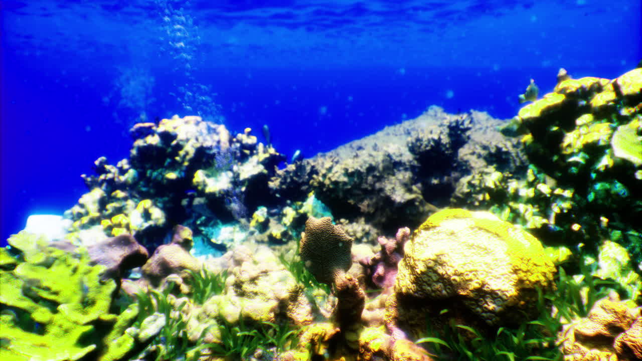 Colorful coral reef teeming with marine life below the ocean surface
