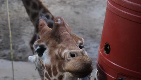 vista de cerca de la jirafa comiendo hierba del alimentador especial en el zoológico