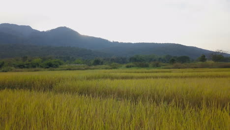 vuelo aéreo sobre el campo en tailandia