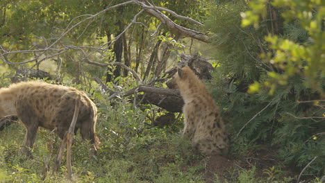 two spotted hyenas, one is a pregnant female that is walking trought the bushs at kruger national park, south africa, the male is resting