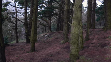 summer walk through the mountain hillside with old pine trees covered with dried moss and on the foreground in south ireland near dublin - long shot