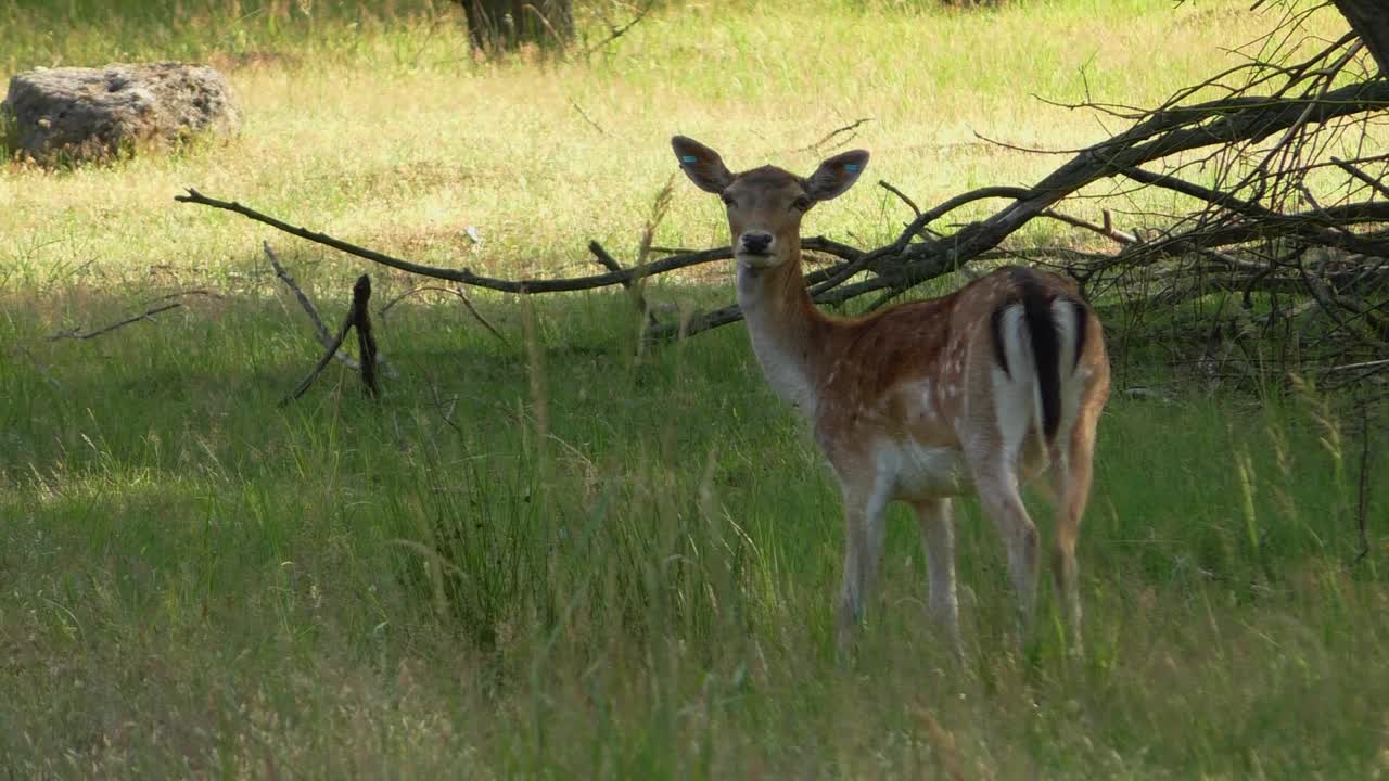 jóvenes ciervos masticando hierba en el bosque y hojas slomotion