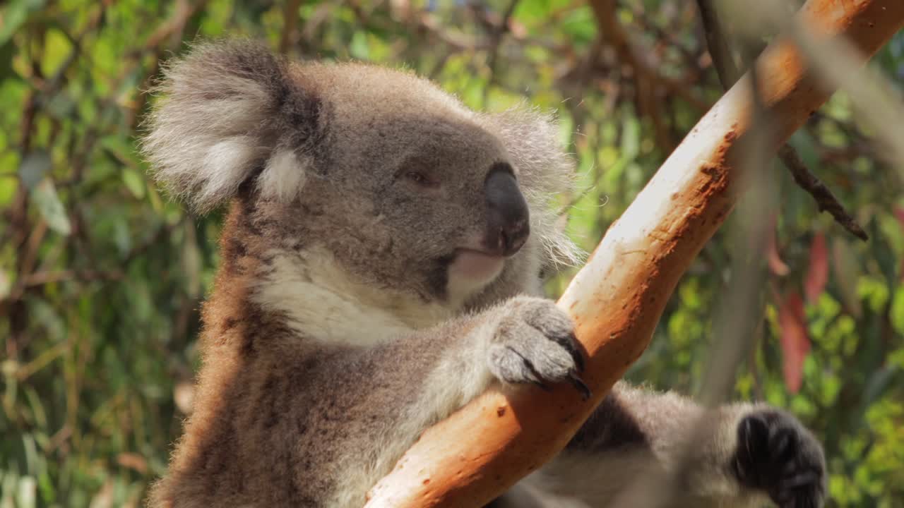 koala durmiendo sentado en el árbol luego se despierta y se rasca