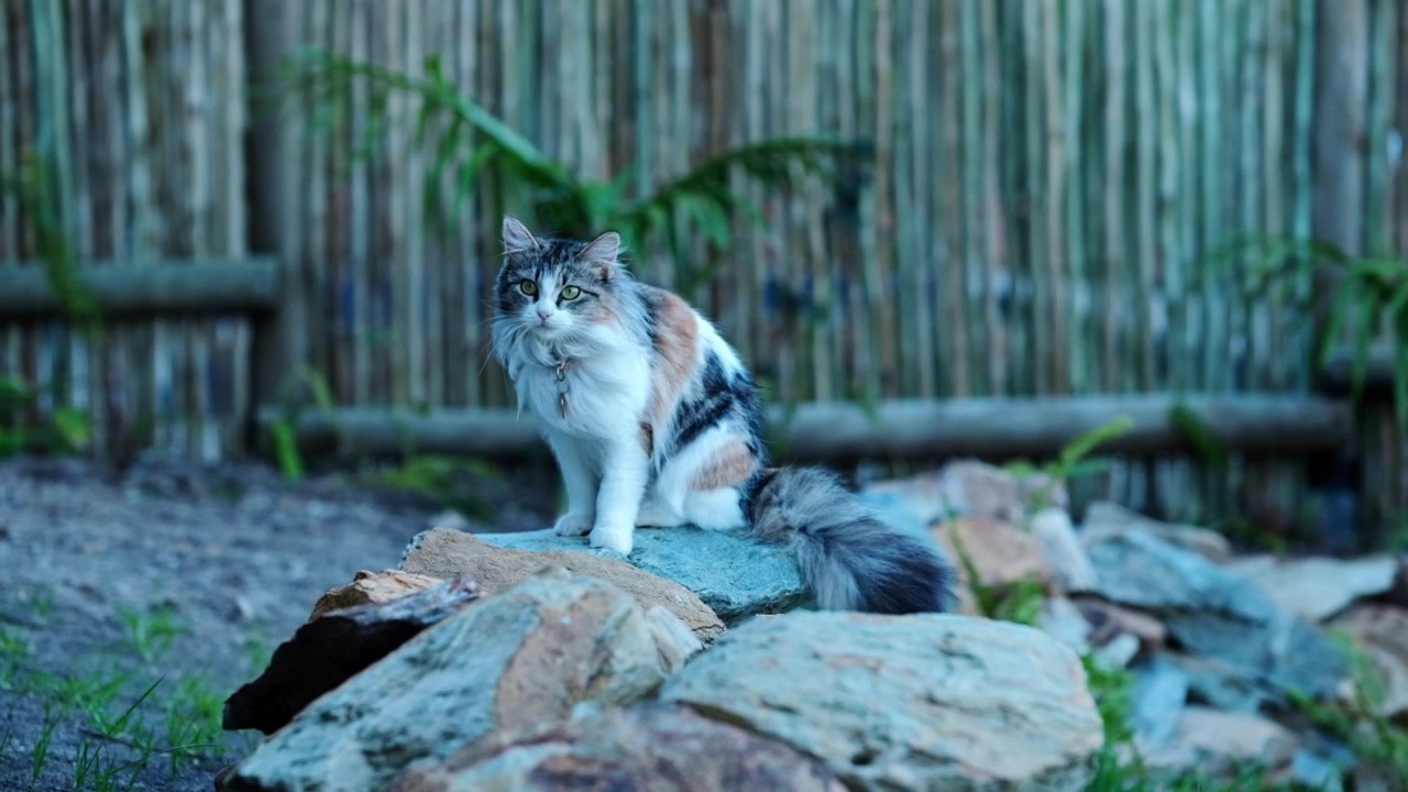 Gatto tricolore carino seduto su alcune rocce nel vento