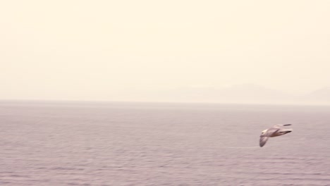 Seagulls-shot-in-Slow-Motion-on-the-coast-of-Iceland