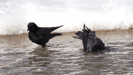 dos pájaros negros bañándose en el agua durante el invierno con nieve detrás de ellos