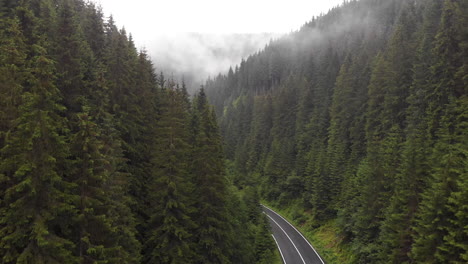 transylvanian forest in the carpathian mountains in romania