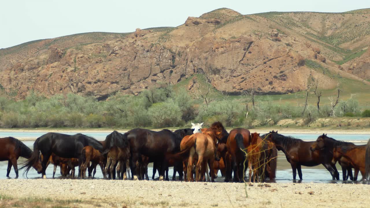 The enchanting world of free-range horses and playful baby foals as they converge by the fast-flowing river, having a refreshing drink in summer overcast weather. Majestic mountains as backdrop