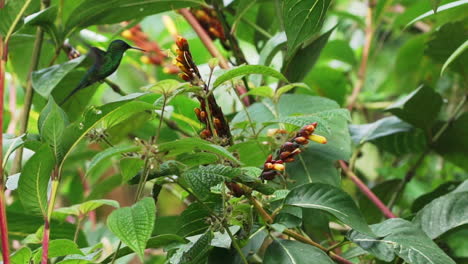 swallow tail hummingbird drinks nectar from red flower in brazil