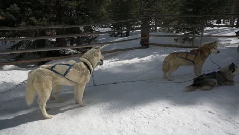 Dog-sled-team-lined-up-along-a-wooden-fence-in-the-shade-after-a-race