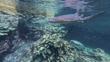 Underwater-view-of-shark-swimming-under-ocean-surface-among-rocky-reef