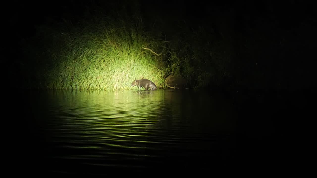 castor europeo en la orilla del río en el parque nacional de biebrza, polonia por la noche