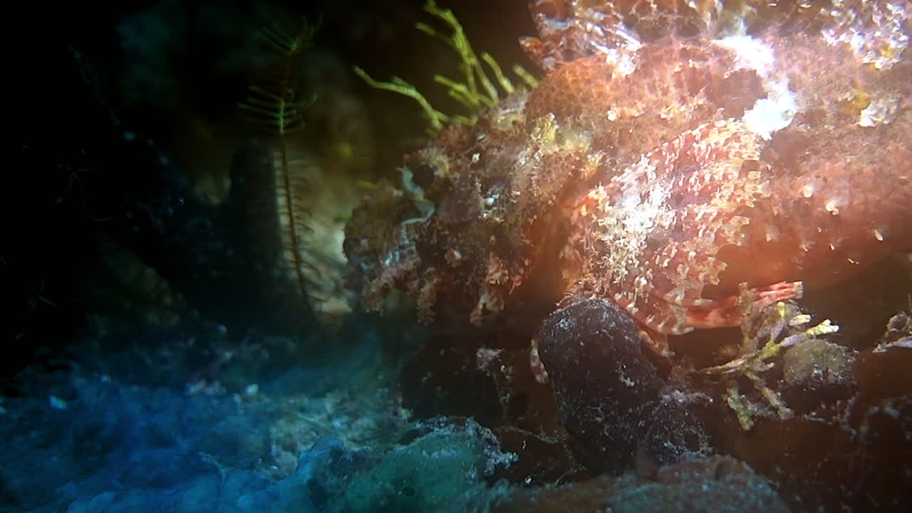 Close-up of tasseled scorpionfish on a coral reef in Indonesia.