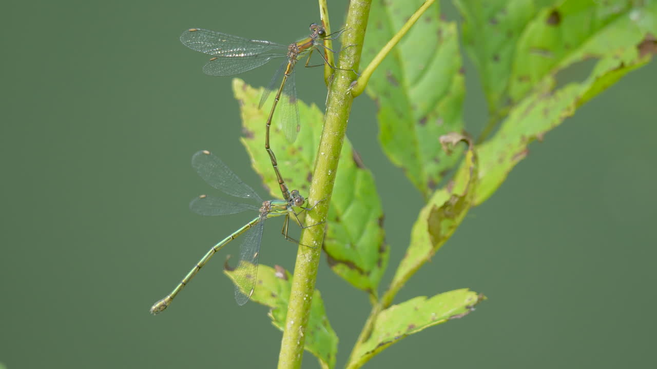 damselfly verde descansando en el tallo y volando lejos en cámara lenta - hermoso día soleado en la naturaleza - insecto libélula silvestre