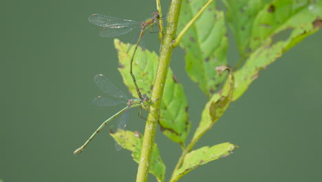 damselfly verde descansando en el tallo y volando lejos en cámara lenta - hermoso día soleado en la naturaleza - insecto libélula silvestre