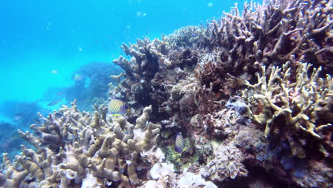 Königlicher-Kaiserfisch,-Der-Unter-Wasser-Schwimmt