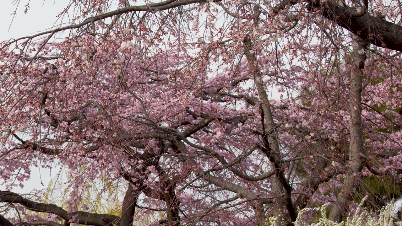 Fiori di ciliegio rosa che ondeggiano dolcemente sui rami degli alberi.
