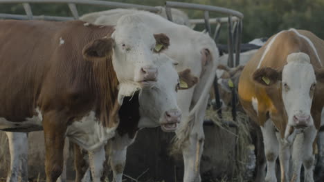 Vacas-De-Pastoreo-Libre-Y-Cría-En-La-Llanura-Italiana-De-Puglia