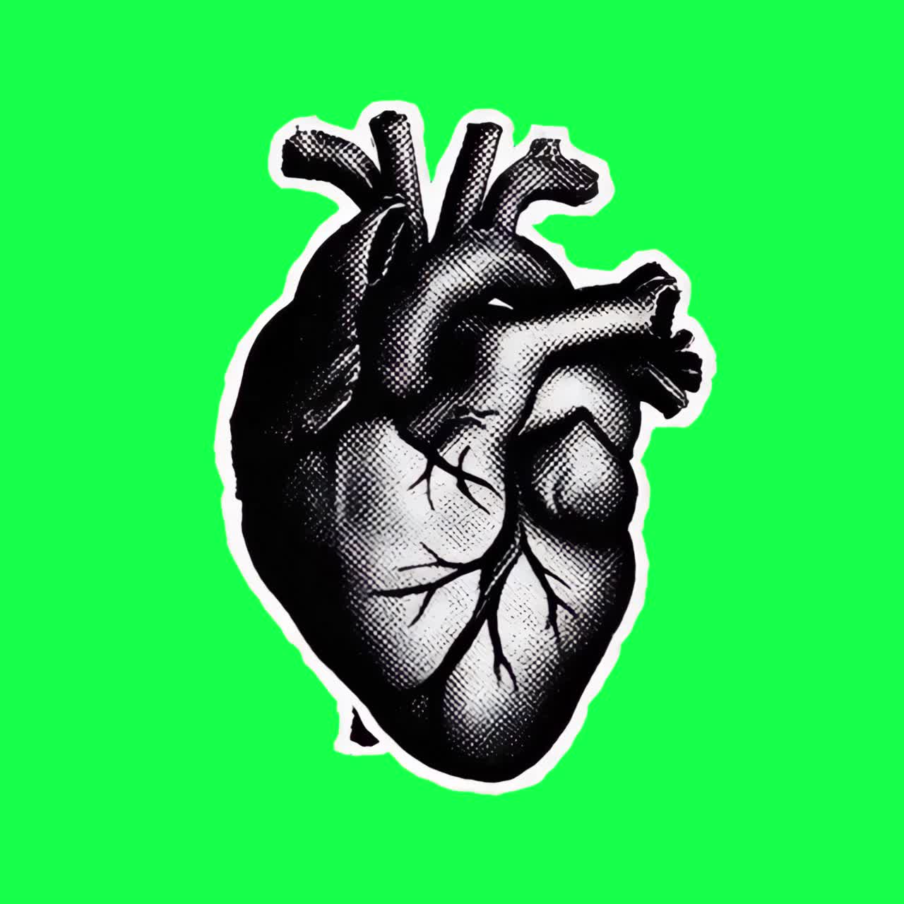 Vintage anatomical heart illustration animation, transparent 4K video, green screen