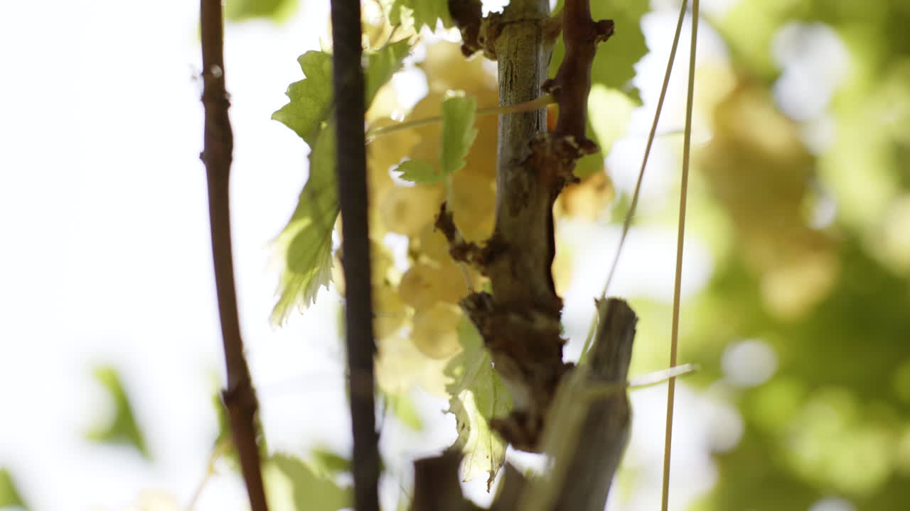 Close-up of Grapes and Grape Vines