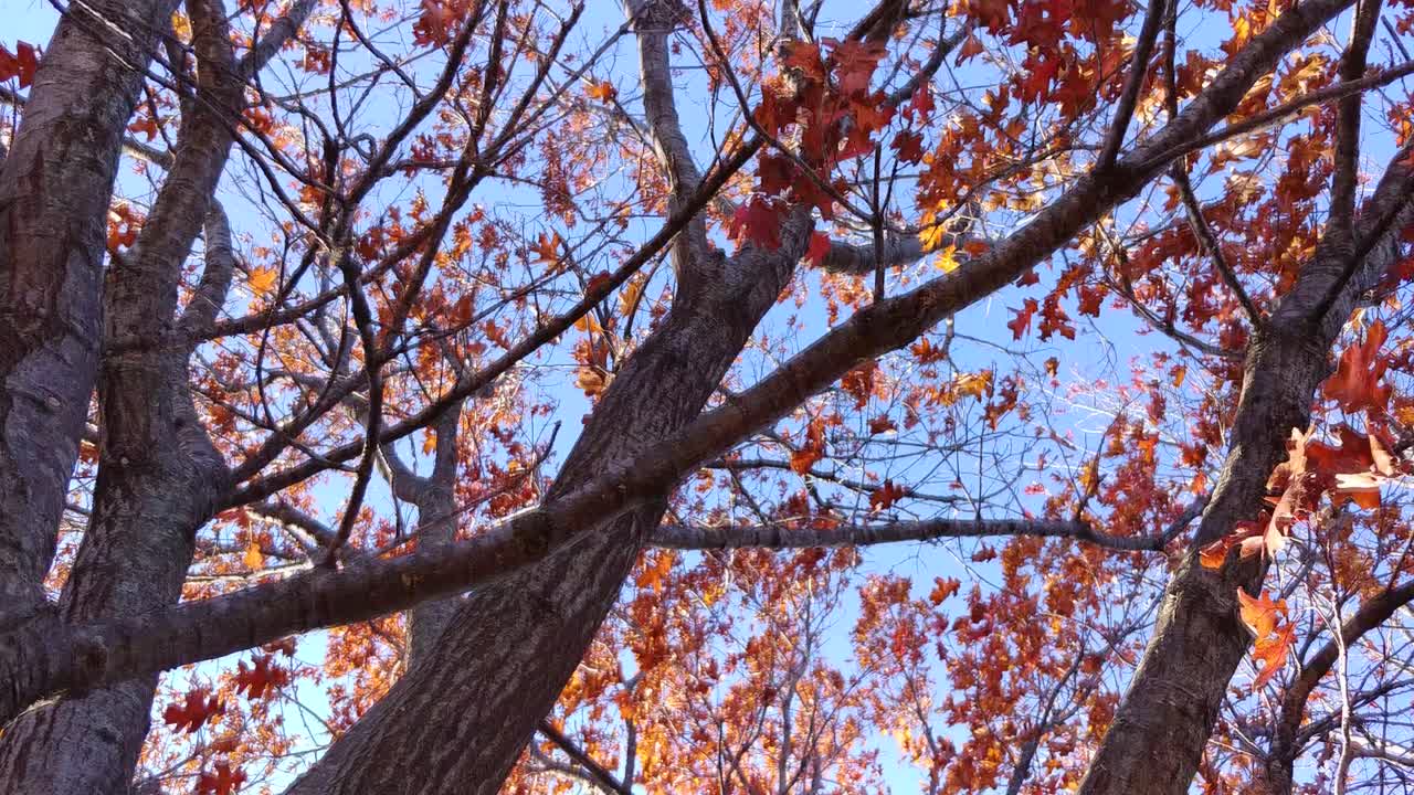 Autumn leaves of an oak tree blowing in the wind as the view pans up to the sky through the golden leaves to see the blue sky