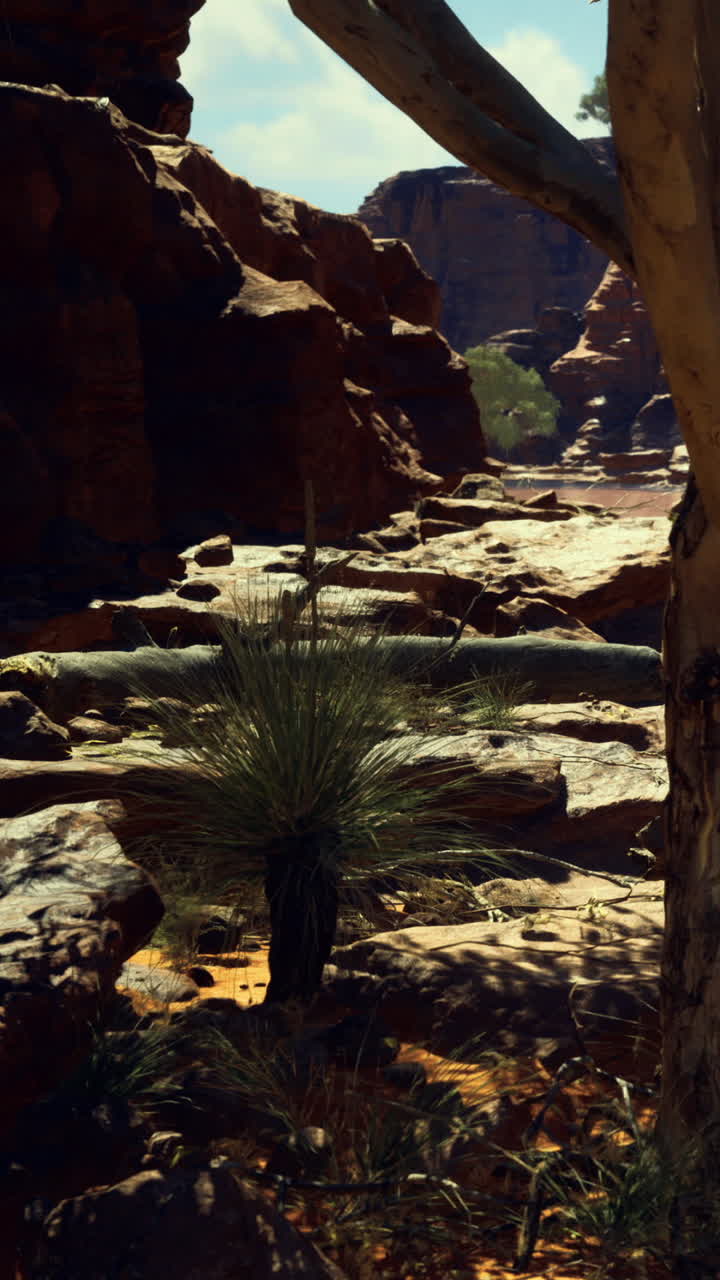 Un albero si erge tra rocce e terra in un paesaggio desertico sotto il sole splendente.