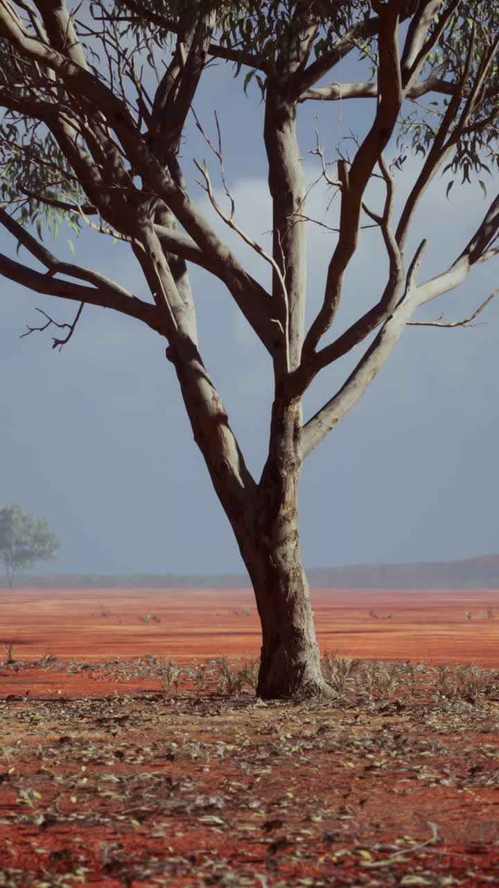 árbol solitario en el interior de australia