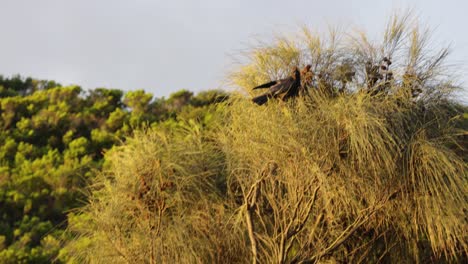 Un-Cuervo-Volando-En-Cámara-Lenta-Bajo-El-Sol-En-La-Gran-Carretera-Oceánica-De-Victoria-Australia